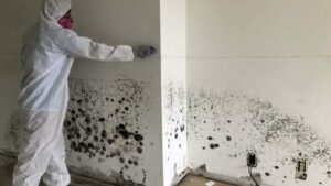 Signs You May Need a Mold Remediation Professional
