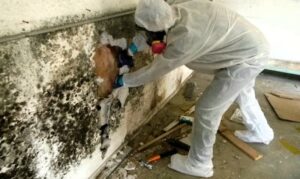 how long does mold remediation take